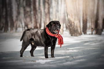  labrador retriever black beautiful portrait in the winter snowy forest magical light