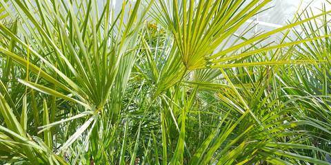 Macro leaves of Yucca plant panorama Green background