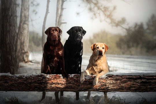  three labrador retriever dogs of different colors walking in a snowy forest beautiful portrait