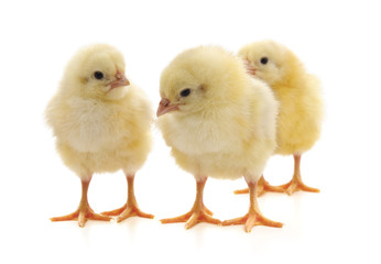 Yellow little chickens.