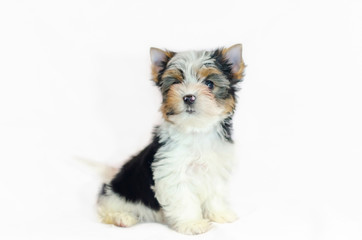 Two month old puppy Biewer-Yorkshire Terrier on a white background. 