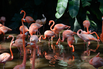 Greater flamingos