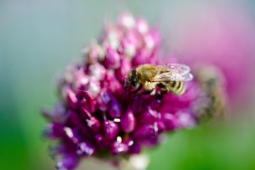 bee on allium sphaerocephalon flower