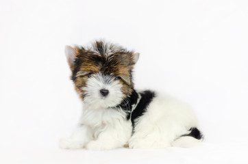 Two month old puppy Biewer-Yorkshire Terrier on a white background. 