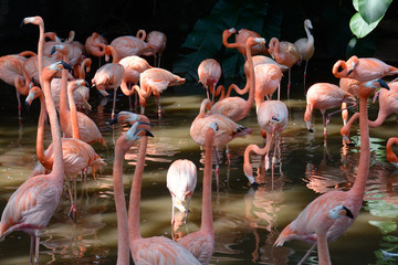 Obraz premium Greater flamingos