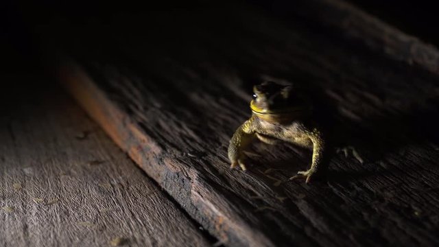 At night, the toad eating termites on wooden floor. Close up of toad in 4K. Low key toned image and free space for text.