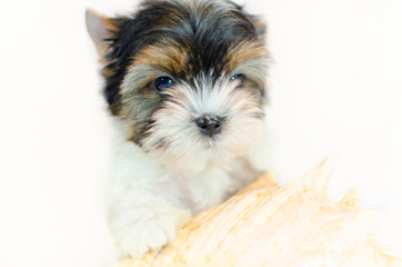 Two month old puppy Biewer-Yorkshire Terrier on a white background.  Dog with seashell.