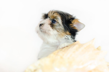 Two month old puppy Biewer-Yorkshire Terrier on a white background.  Dog with seashell.