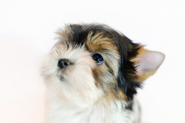 Two month old puppy Biewer-Yorkshire Terrier on a white background. 