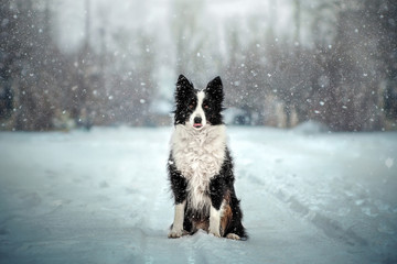  border collie dog incredible light snow day winter portrait - obrazy, fototapety, plakaty