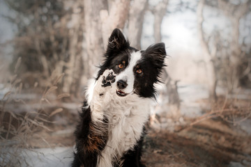  border collie dog snow forest dog trick give five - obrazy, fototapety, plakaty