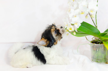 Two month old puppy Biewer-Yorkshire Terrier on a white background. Dog with flowers.