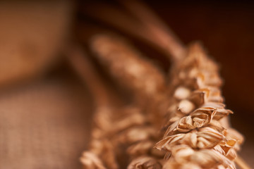 Organic Whole wheat lying on bread on black background with copy space. Selective focus