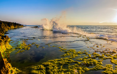 Beach moss on seaside rocks early morning