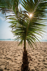 Sonne strahlt durch Palme am Meer 