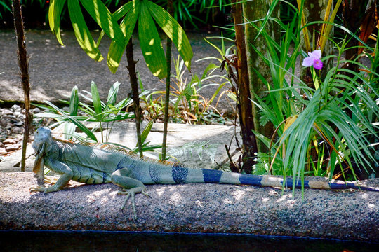 Asian water monitor, Singapore
