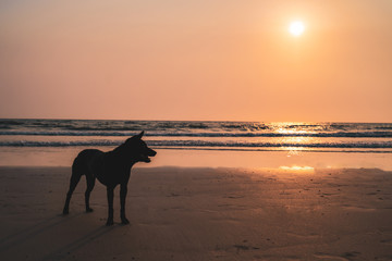 Streunender Hund genießt Sonnenuntergang am MEer