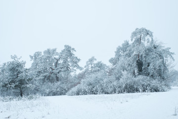 Winterlandschaft: Hecke mit Raureif