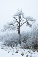 Eisiger Nadelbaum und Hecke im Winter