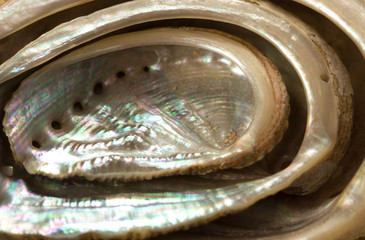 Empty shells of green ormer, Haliotis tuberculata