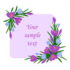 Vector illustration with a bouquet of violet and blue crocuses. Frame for text with saffron flowers decoration
