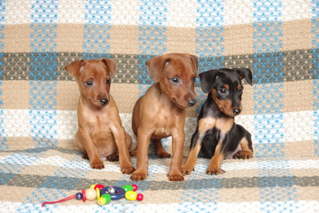 puppies_miniature_pinscher_doggies