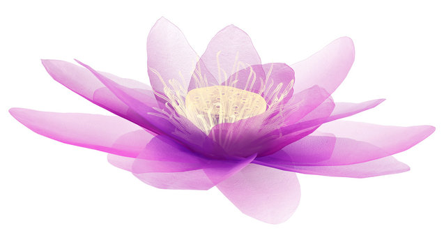 x-ray image of a flower  isolated on white, the lotus 3d illustration.