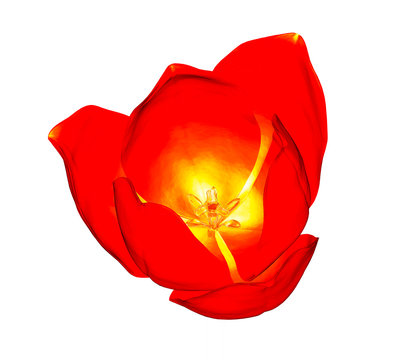 Xray Image Of A Tulip Flower Isolated On White