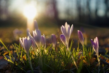 Violette Krokusse auf einer Wiese im Frühling