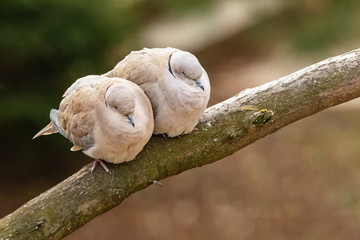 Lovely turtledove. Love birds on the branch. 