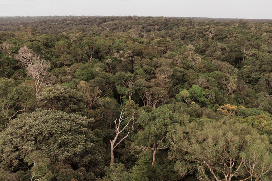 vista com arvores na Amazonia