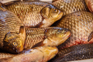 Fresh fish Carp. Catch of carp fishes 
