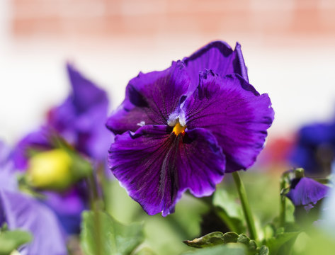 Kiss-Me-Quick Images – Browse 940 Stock Photos, Vectors, and Video | Adobe Stock