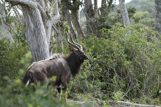 A male Nyala antelope found in the wild in South Africa. Game viewing concept image. 