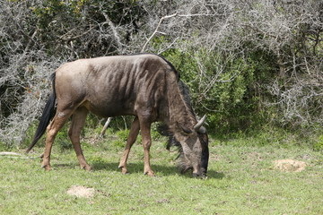 A Wildebeest eating grass in South Africa. 