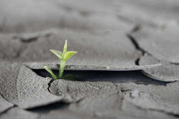 selective focus of young green plant on cracked ground surface, global warming concept