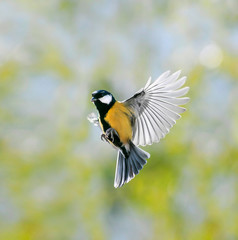 portrait little beautiful bird tit flies in a sunny spring garden shaking its wings and feathers wide