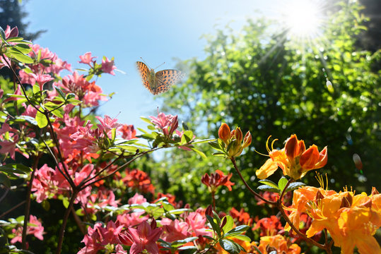 Fr&uuml;hling 471