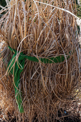 Winterschutz für Ziergras im Winter