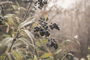 Poisonous black berries on the bush covered with hoarfrost
