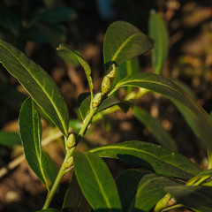 Knospen am Kirschlorbeerstrauch