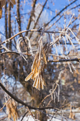 Seeds of maple covered with hoarfrost