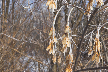 Seeds of maple covered with hoarfrost