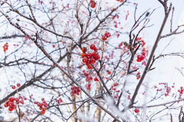 A branch of red rowan covered with hoarfrost