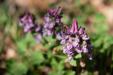 Abeille qui butine sur une corydale à bulbe