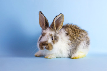 Lively little cute rabbit on a blue background.