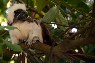 Cotton-top tamarin