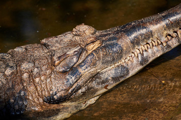 Crocodiles are scary animals