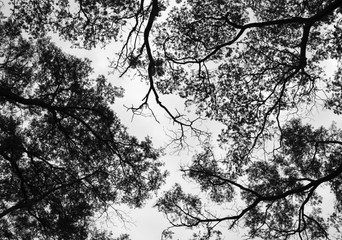 Looking up in Forest - Tree branches nature abstract - monochrome