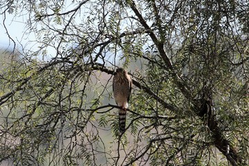 Gabar Goshawk (Melierax gabar) in a tree